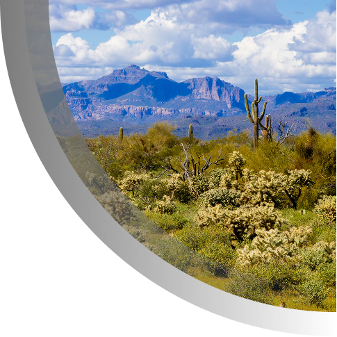 Sonoran Desert with teddy bear cacti and saguaro n foreground and mountains in background
